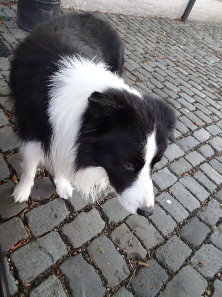 Joep, de hond van de deken