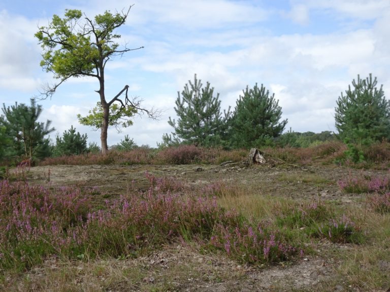 helvoirt vessem Heide