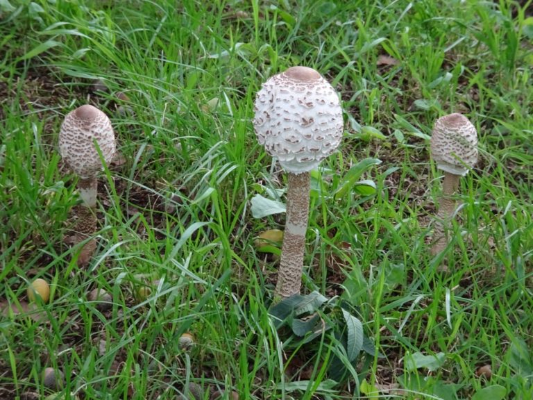 weert roermond paddestoel