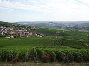 Cormontreuil naar Epernay -champagne 2