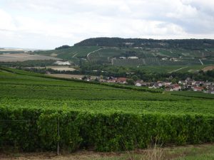 Epernay - Montmort Lucy - champagne veld