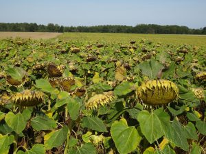 Montmort-Lucy - Sezanne,zonnebloem 1