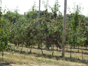 Montmort-Lucy - Sezanne, appelbomen