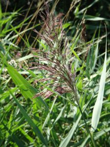 Montmort-Lucy - Sezanne, moeras riet