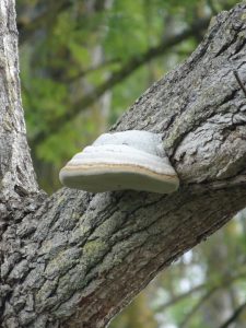 Sezanne naar Mery sur Seine paddestoel 2