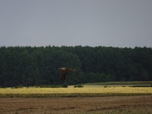 Sezanne naar Mery sur Seine onderweg 2