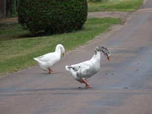 Sommeval naar Flogny-la-chapelle ganzen