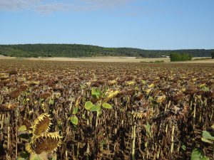 Sommeval naar Flogny-la-chapelle zonnebloem