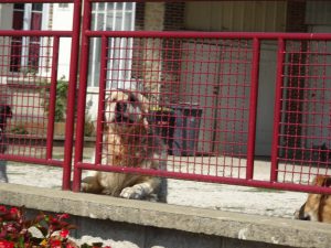 Sommeval naar Flogny-la-chapelle honden alarm 1