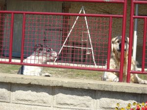 Sommeval naar Flogny-la-chapelle honden alarm 2