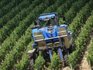 Chablis naar Accolay druivenoogst machinaal