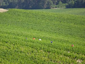 Chablis naar Accolay druivenoogst handwerk, plukkers in de velden