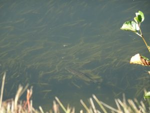 Accolay naar Châtel Censoir kanaal, zoekplaatje, vis