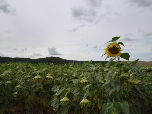 Troyes naar Sommeval zonnebloem