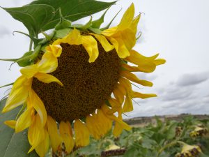 Troyes naar Sommeval zonnebloem 2