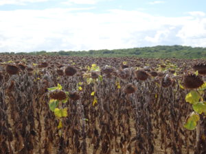 Zonnebloem verlept