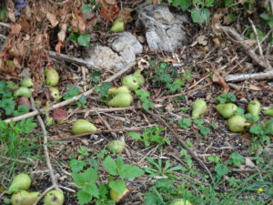 peren. onderweg Avallon naar Marigny-l'Eglise