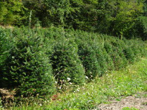 kerstbomen Brassy naar Planchez