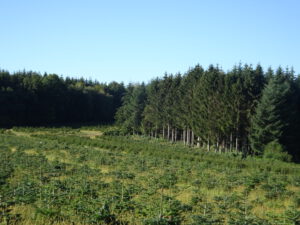 kerstbomen morvan