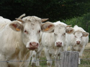 3 koeien onderweg Arleuf naar Larochemillay