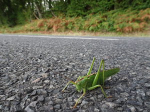 groene sprinkhaan op weg larochemillau naar Issy l’Éveque