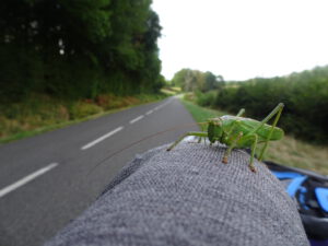 groene sprinkhaan mouw