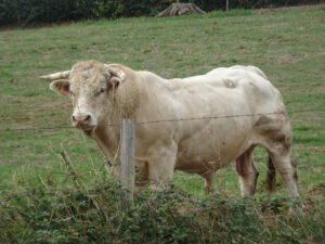 stier larochemillau naar Issy l’Éveque