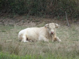 stier larochemillau naar Issy l’Éveque