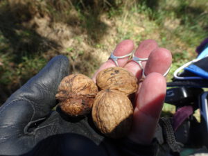 3 walnoten gevonden, lekker!